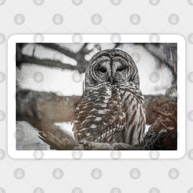 Barred owl in black and white Sticker by SandiLin